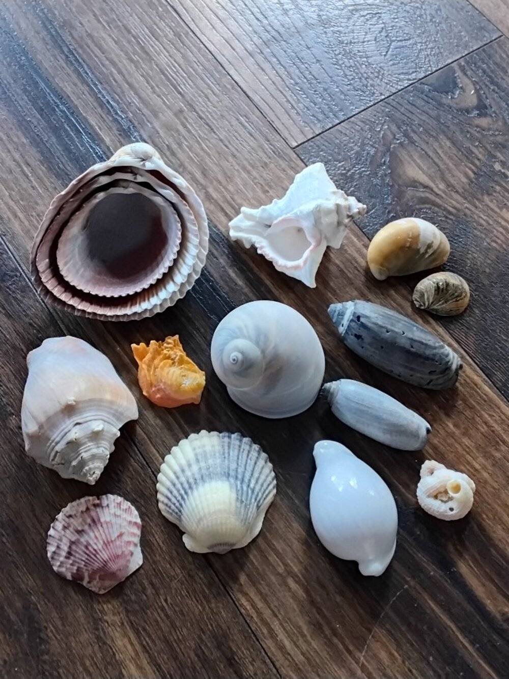 Lot of 15 Assorted Collectible Seashells. Beach Coastal Decor